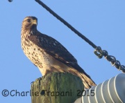 0J6A0534Imm_Red-Shouldered_Hawk