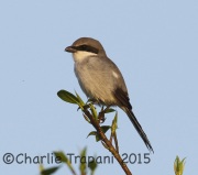 0J6A0542Loggerhead_Shrike