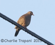 0J6A0560Common_Ground_Dove