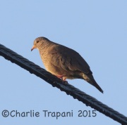 0J6A0568Common_Ground_Dove