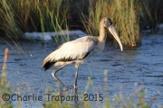 0J6A0579Imm_Woodstork