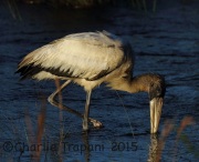 0J6A0585Woodstork