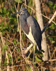 0J6A0591Tricolored_Heron