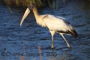 0J6A0601Woodstork