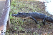 0J6A0631Gator