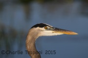 0J6A0653Great_Blue_Heron