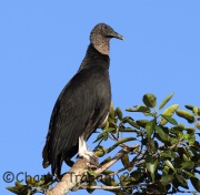0J6A0674Black_Vulture