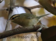 0J6A0707Worm-eating_Warbler