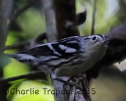 0J6A0731Black-and-white_Warbler