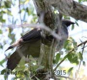 0J6A0752White-Crowned_Pigeon