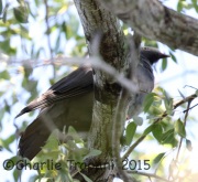 0J6A0753White-Crowned_Pigeon
