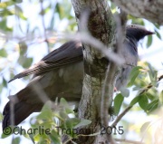 0J6A0754White-Crowned_Pigeon