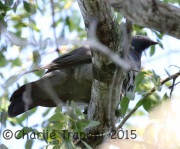 0J6A0756White-Crowned_Pigeon
