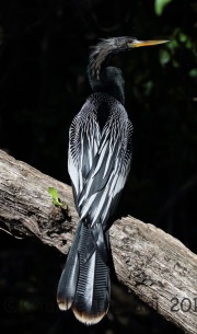 0J6A0808Anhinga