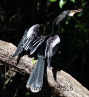 0J6A0817Anhinga