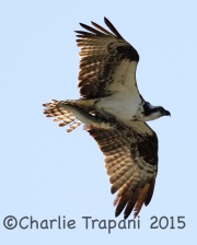 0J6A0827Osprey