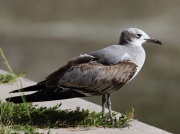 0J6A0900Laughing_Gull