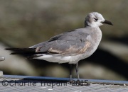 0J6A0903Laughing_Gull