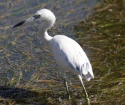 0J6A0928Little_Blue_Heron