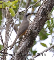 0J6A0987Mangrove_Cuckoo