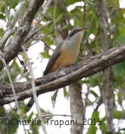 0J6A1003Mangrove_Cuckoo