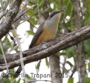 0J6A1005Mangrove_Cuckoo