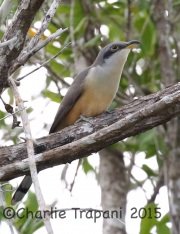0J6A1008Mangrove_Cuckoo