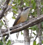 0J6A1011Mangrove_Cuckoo