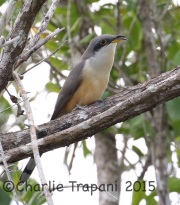 0J6A1016Mangrove_Cuckoo