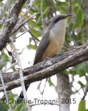 0J6A1019Mangrove_Cuckoo