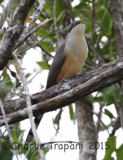 0J6A1026Mangrove_Cuckoo