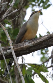 0J6A1045Mangrove_Cuckoo