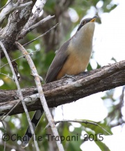 0J6A1046Mangrove_Cuckoo