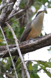 0J6A1047Mangrove_Cuckoo