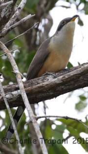 0J6A1048Mangrove_Cuckoo