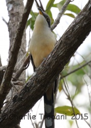 0J6A1062Mangrove_Cuckoo