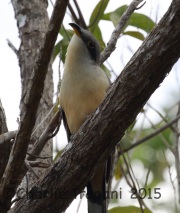 0J6A1064Mangrove_Cuckoo