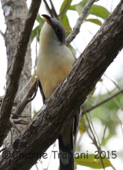 0J6A1066Mangrove_Cuckoo