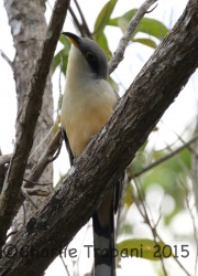 0J6A1069Mangrove_Cuckoo