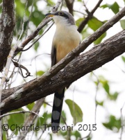 0J6A1074Mangrove_Cuckoo