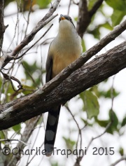 0J6A1079Mangrove_Cuckoo