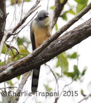 0J6A1081Mangrove_Cuckoo