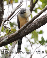 0J6A1083Mangrove_Cuckoo
