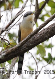 0J6A1086Mangrove_Cuckoo