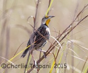 0J6A1102Eastern_Meadowlark