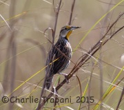0J6A1105Eastern_Meadowlark