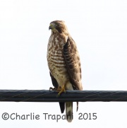 0J6A1138Broad-Winged_Hawk