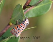 0J6A1145Bella_Moth