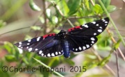 0J6A1245Faithful_Beauty_Moth