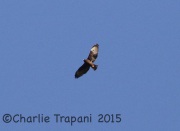 0J6A1384Short-Tailed_Hawk